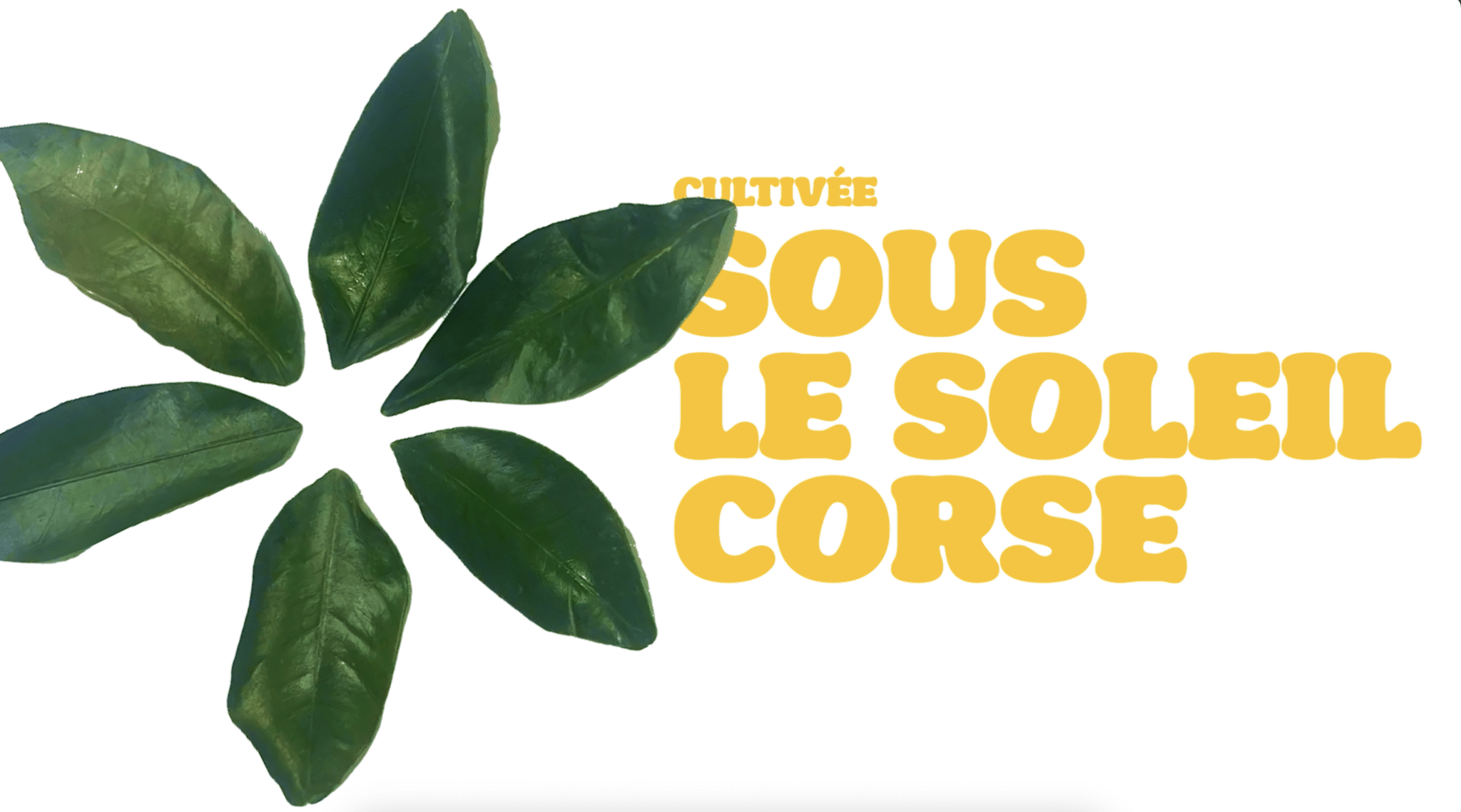 Publicité clémentine Corse